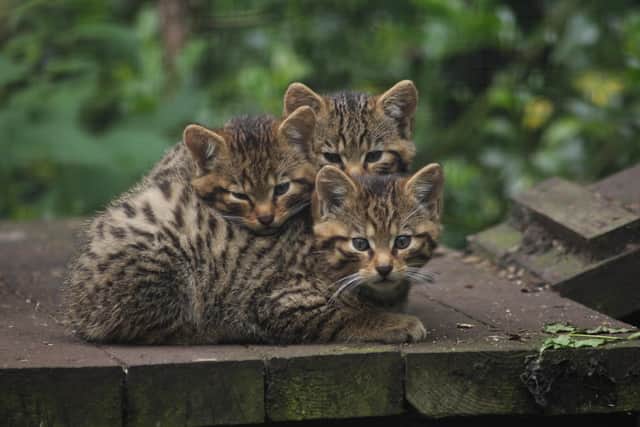 Five Sisters Zoo are celebrating the birth of three critically endangered Scottish Wildcat kittens