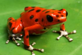 A South American poison dart frog