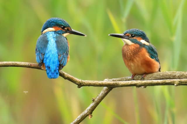 Kingfishers are among wildlife at threat from climate change. Credit -JonhawkinsSurreyHillsPhotography.