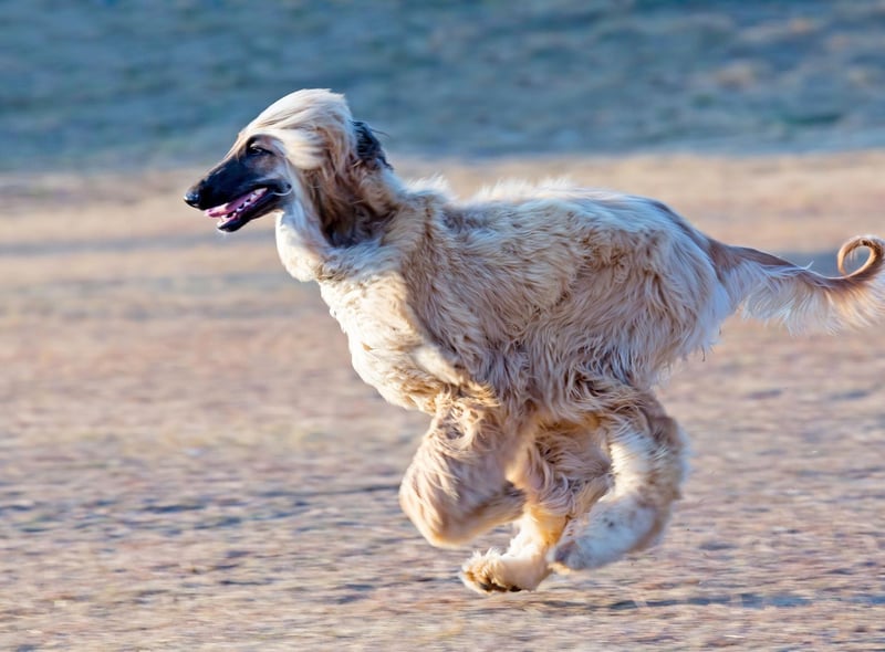 In joint bronze medal position for quickest canine is the Afghan Hound. At top speed they are a blur of fur, running at 40mph.