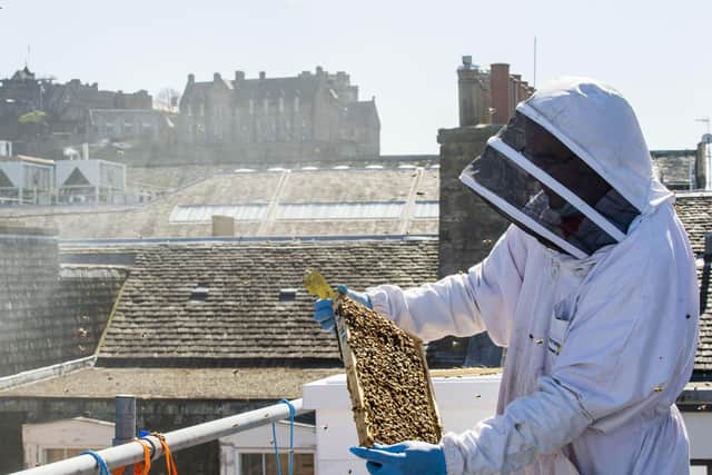 The four hives have been positioned on top of the hotel in George Street. Pic: Lisa Ferguson