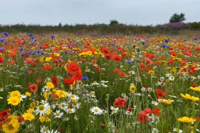 Stunning wildflower meadow in Cramond attracts hundreds of bees and other insects.