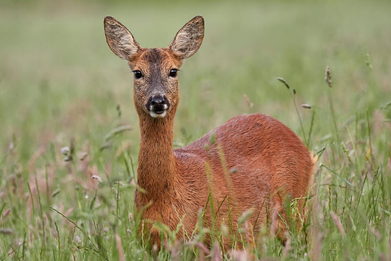 All four of Scotland's deer species - red, roe, fallow and sika - can be seen during winter, but it's the roe deer you are most likely to spot. A walk in any local wood - including in some city parks - is likely to result in a sighting, particularly as they're easier to see when trees and hedges are bare.