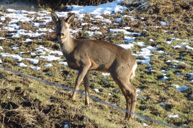 Wildlife such as deer can be seen in Edinburgh in contrast to the 1960s (Picture: Donald Anderson)
