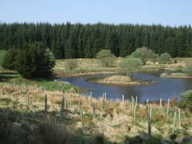 Scottish Woodlands site in Dumfries & Galloway.