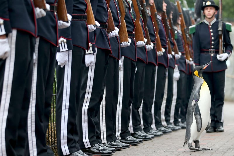 Uniformed soldiers of the King of Norway's Guard are pictured above on parade for inspection by their mascot, Olav, who was awarded a knighthood in 2008, at Edinburgh Zoo, as they announced the penguin's promotion and new title of Brigadier Sir Nils Olav. The prestigious title was awarded during a special ceremony in 2016 which was attended by over 50 uniformed soldiers of His Majesty the King of Norway's Guard, who are taking part in The Royal Edinburgh Military Tattoo this year. Sir Nils paraded his way up Penguin Walk, whilst inspecting the soldiers of the Guard. The regal, black, white and yellow bird is the mascot of His Majesty the King of Norway's Guard and his honour is approved by King Harald V of Norway.