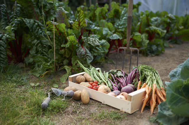 A freshly picked selection of organic vegetables placed in a box on a small allotment.