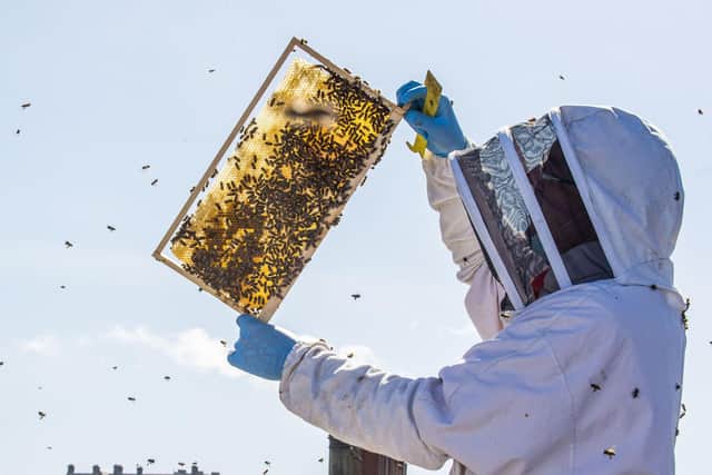 Guests will be able to sample some of the honey. Pic: Lisa Ferguson
