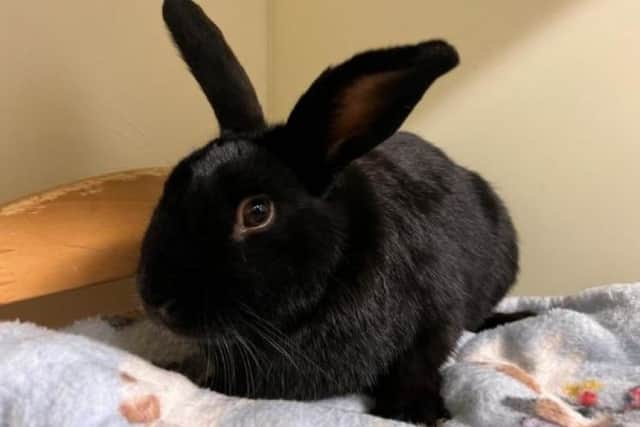 Scotland Edinburgh Rabbits New homes needed for an abundance of bunnies