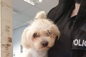 Lost dog handed into Edinburgh police station as officers appeal for owners to come forward
