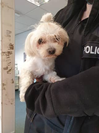 Lost dog handed into Edinburgh police station as officers appeal for owners to come forward