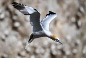There are concerns that the local gannet population could be affected. (Photo credit: Jonathan Gawthorpe)