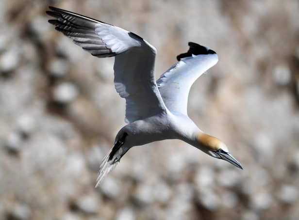 There are concerns that the local gannet population could be affected. (Photo credit: Jonathan Gawthorpe)