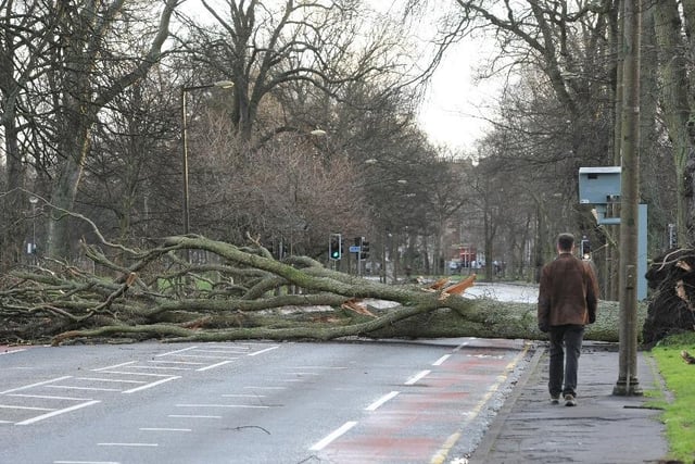 Gale force winds racking up speeds of 102mph blasted through Edinburgh causing chaos, including this large tree that fell across Melville Drive in the Meadows, blocking both lanes. Year: 2012.