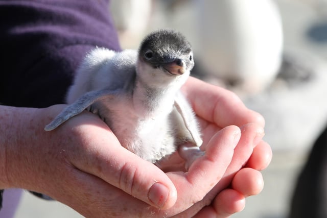 Every year, Edinburgh Zoo welcomes the arrival of newly-hatched gentoo penguin chicks. Hatchlings stay in the nest for thirty days, while the parents take turns to feed and forage for their young offspring.