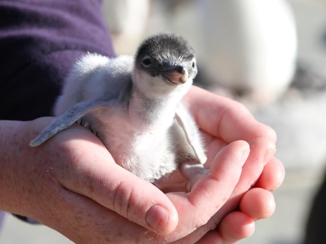 Every year, Edinburgh Zoo welcomes the arrival of newly-hatched gentoo penguin chicks. Hatchlings stay in the nest for thirty days, while the parents take turns to feed and forage for their young offspring.