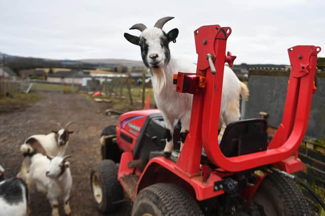 Tractors, goats, agricultural equipment -- any donations will be considered for the auction, with all cash raised going to two charities supporting families in Ukraine. Picture: John Devlin