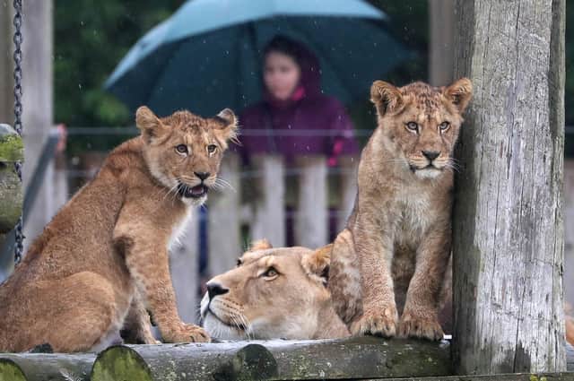 Lion cubs in their reserve at Blair Drummond Safari Park, near Stirling