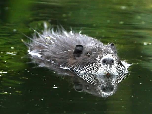 Within a year of beavers being declared a protected species, a fifth of the population was killed under licence