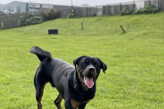 Tommy has bundles of energy, so you can have fun with him all day long. Photo: Edinburgh Dog and Cat Home.