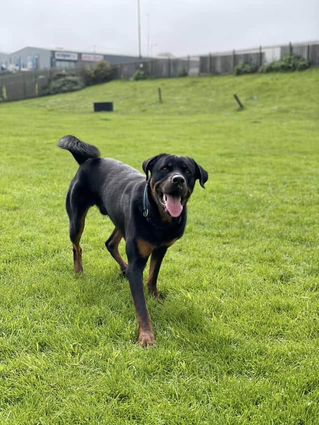 Tommy has bundles of energy, so you can have fun with him all day long. Photo: Edinburgh Dog and Cat Home.