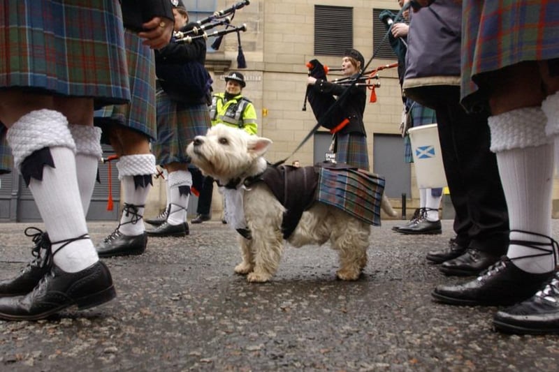 A West Highland terrier (named Buffy) joins  the Stockbridge Pipe Band as it gathers to lead a colourful St Andrews Day march along the capital's Princes Street.