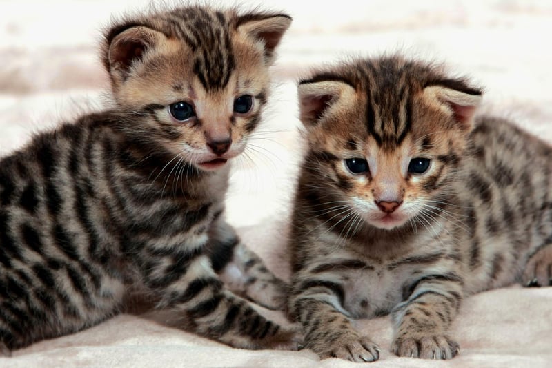 Also costing around £1,000 are Savannah kittens. The unmistakable Savannah breed was created by crossing a domestic cat with a wild African cat.