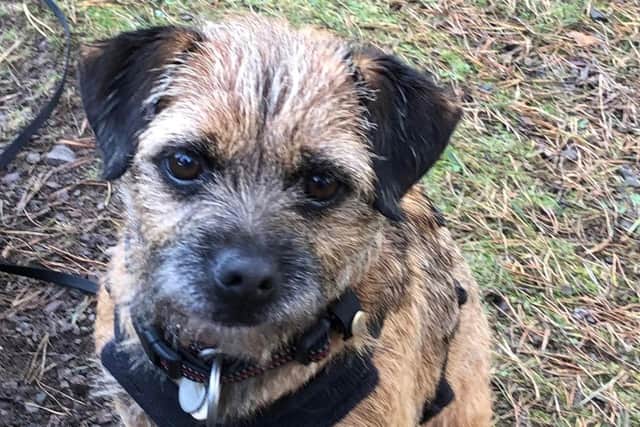 Rosie the Border Terrier disappeared from Gullane Beach - and her owners fear she may have been stolen.