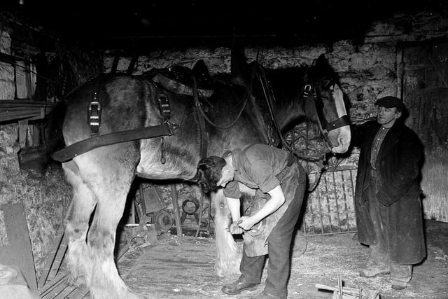 A blacksmith at Currie shoeing a horse in March 1956.