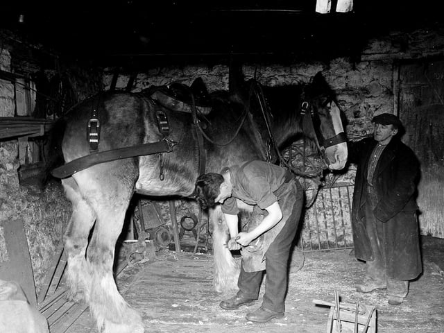 A blacksmith at Currie shoeing a horse in March 1956.