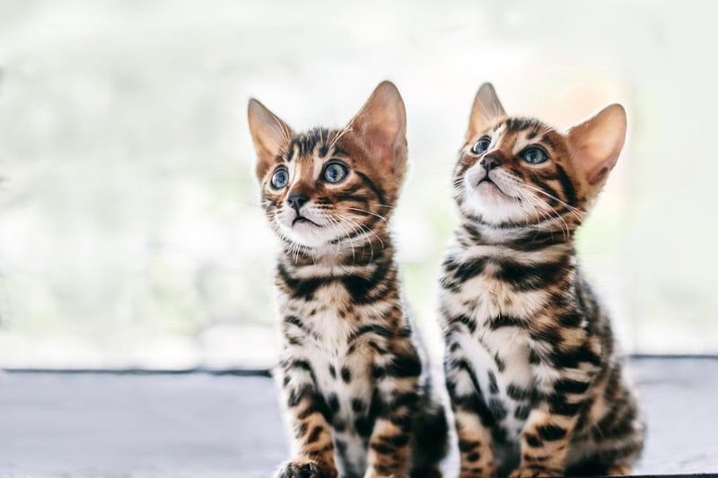 An attractive breed created from hybrids of the spotted Egyptian Mau and the Asian Leopard Cat, the Bengal cat is the UK's third favourite.