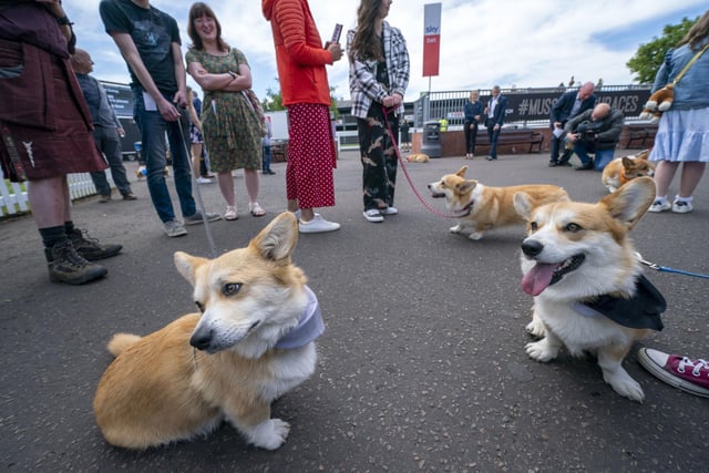 The dogs wait around before the start of the first ever Corgi Derby.