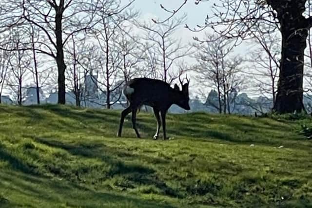 A deer pictured at Craigmillar Castle Park Cemetery in Edinburgh.