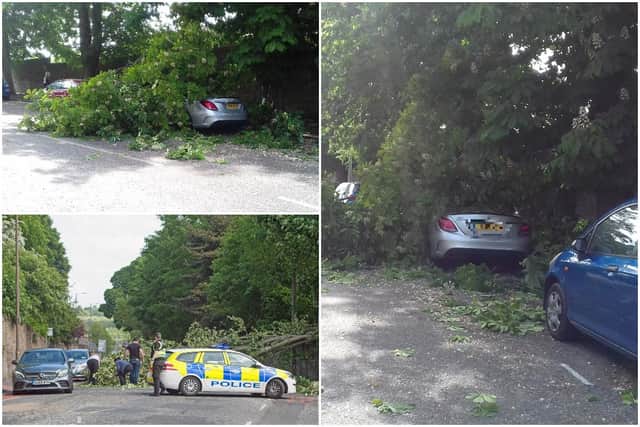 A number of tress have fallen on Edinburgh's roads today.