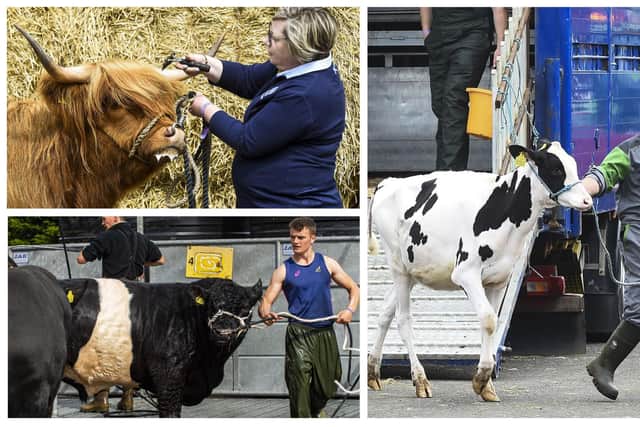 The Royal Highland Show, which begins on Thursday, is celebrating its 200th anniversary this year. Pictures: Lisa Ferguson