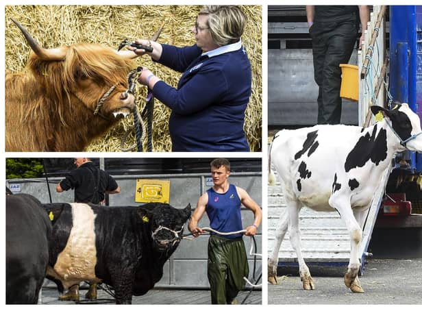 The Royal Highland Show, which begins on Thursday, is celebrating its 200th anniversary this year. Pictures: Lisa Ferguson