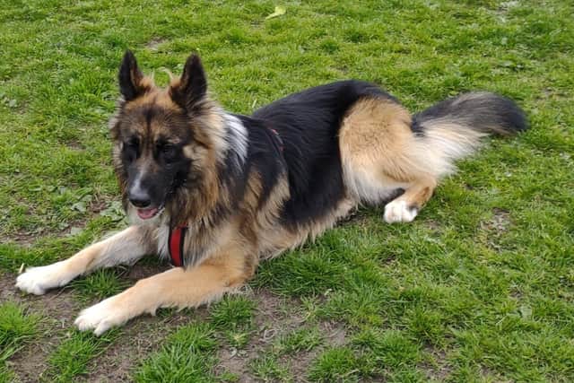 German Shepherd dog Sherlock went missing in the area around Granton Gas Works on Sunday, August 13.