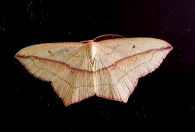 The first bloodmoth seen in Scotland in 15 years. Picture: George Mair