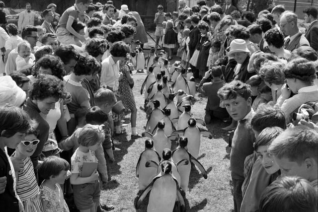 Families and children watch the Penguin Parade at Edinburgh Zoo in the summer of 1962.