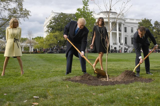 A three day state visit by the Macrons became a full on love-in with the couples reportedly getting on famously. US President Donald Trump and French President Emmanuel Macron plant a tree watched by Trump's wife Melania and Macron's wife Brigitte on the grounds of the White House April 23, 2018. The tree, a gift from French President Macron, comes from Belleau Woods, near the Marne River in France, where in June 1918 US forces suffered 9,777 casualties.  The tree would - apparently, be "a reminder … of these ties that bind us”"  Despite the ceremony, the tree was quickly removed from the White House lawn and placed in quarantine.  Which it never left.  It reportedly died a few months later.
