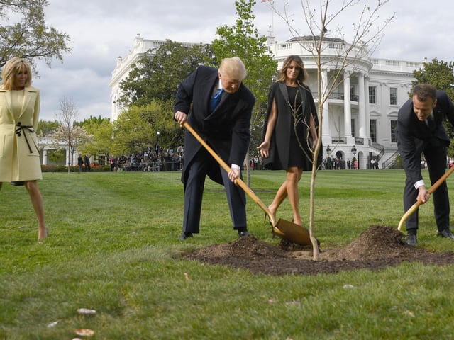 A three day state visit by the Macrons became a full on love-in with the couples reportedly getting on famously. US President Donald Trump and French President Emmanuel Macron plant a tree watched by Trump's wife Melania and Macron's wife Brigitte on the grounds of the White House April 23, 2018. The tree, a gift from French President Macron, comes from Belleau Woods, near the Marne River in France, where in June 1918 US forces suffered 9,777 casualties.  The tree would - apparently, be "a reminder … of these ties that bind us”"  Despite the ceremony, the tree was quickly removed from the White House lawn and placed in quarantine.  Which it never left.  It reportedly died a few months later.