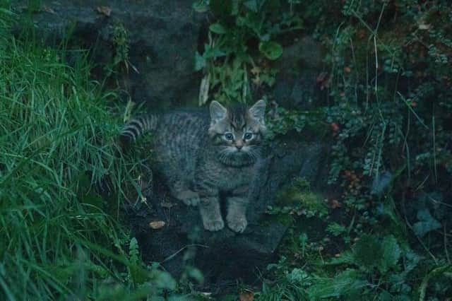The Royal Zoological Society of Scotland (RZSS) is celebrating the birth of two critically endangered wildcat kittens at Edinburgh Zoo.
