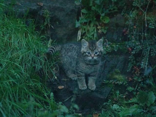 The Royal Zoological Society of Scotland (RZSS) is celebrating the birth of two critically endangered wildcat kittens at Edinburgh Zoo.