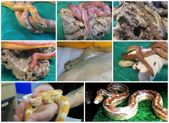 Can you help re-home these EIGHT adorable snakes?