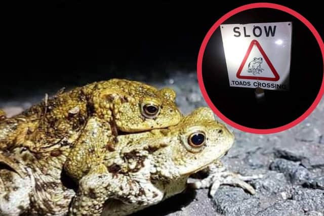 A road has been in closed in Edinburgh to make way for toad migration (Photo: Jake Chitty and Gary Hovell).