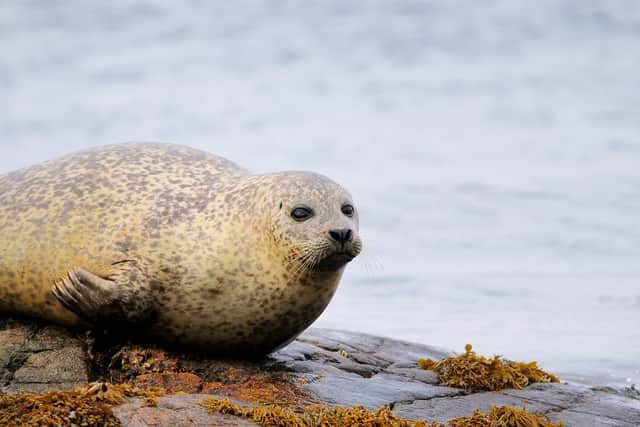 Watersport visitors to Loch Fleet in the Highlands are being warned to keep their distance from seals after a series of recent incidents.
