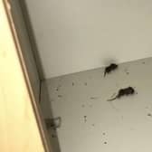 Edinburgh is suffering a mice infestation, pest control workers have said.





pollockprisoner

@pollockprisoner


dead mice found by students in the pantry of grant house in pollock halls yesterday. of course no staff have dealt with the issue. fabulous hygiene standards during a pandemic 


 remind us what all this student debt is going to be worth???