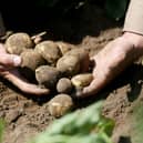 Vegetables, including potatoes, were the crops most affected by the slow start to this growing season.