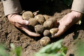 Vegetables, including potatoes, were the crops most affected by the slow start to this growing season.