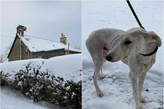 The Scottish SPCA is appealing for information after a dog was found dumped in a hedge in Gorebridge on February 9 in freezing conditions. Pictures: SSPCA